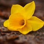 March birth flower yellow daffodil