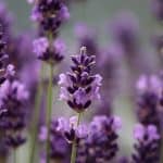 purple lavender 