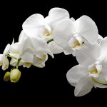 white orchirds
