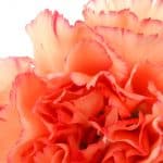 Pink carnation birth flower for January
