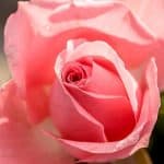 Pink rose birth flower for June