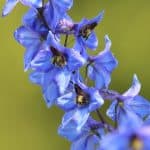 blue delphinium birthday flower for July